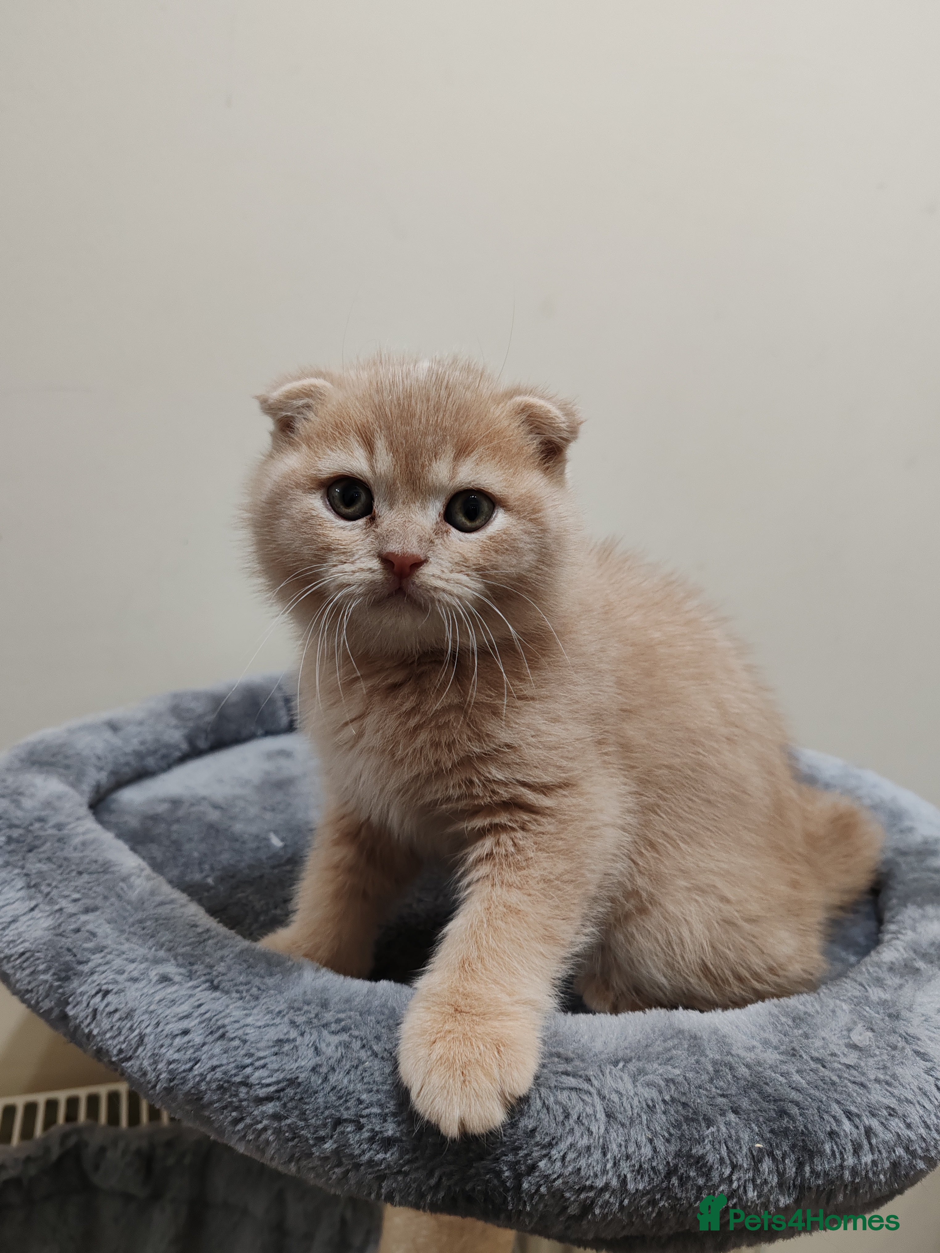 Scottish Fold cats Adorable Scottish Fold kittens - Advert 5