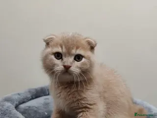 Scottish Fold cats Adorable Scottish Fold kittens - Advert 5