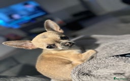 Chihuahua dogs for sale: Rocky - Image 1