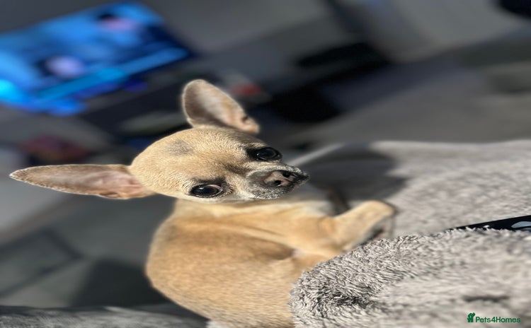 Chihuahua dogs - Advert 4