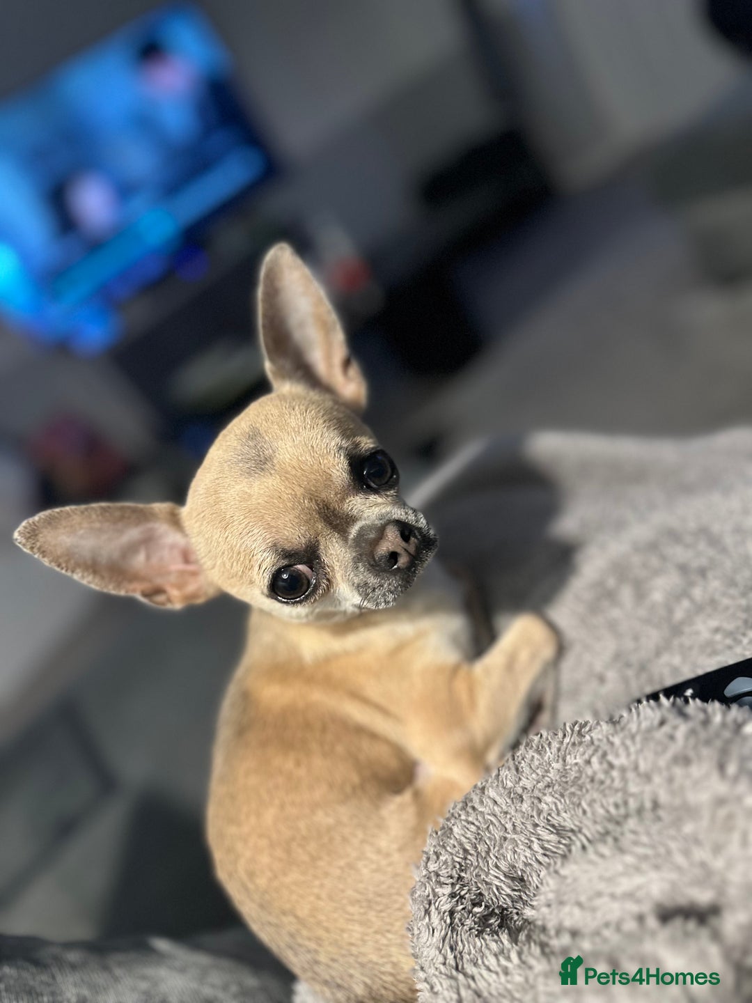 Chihuahua dogs for sale: Rocky - Image 1