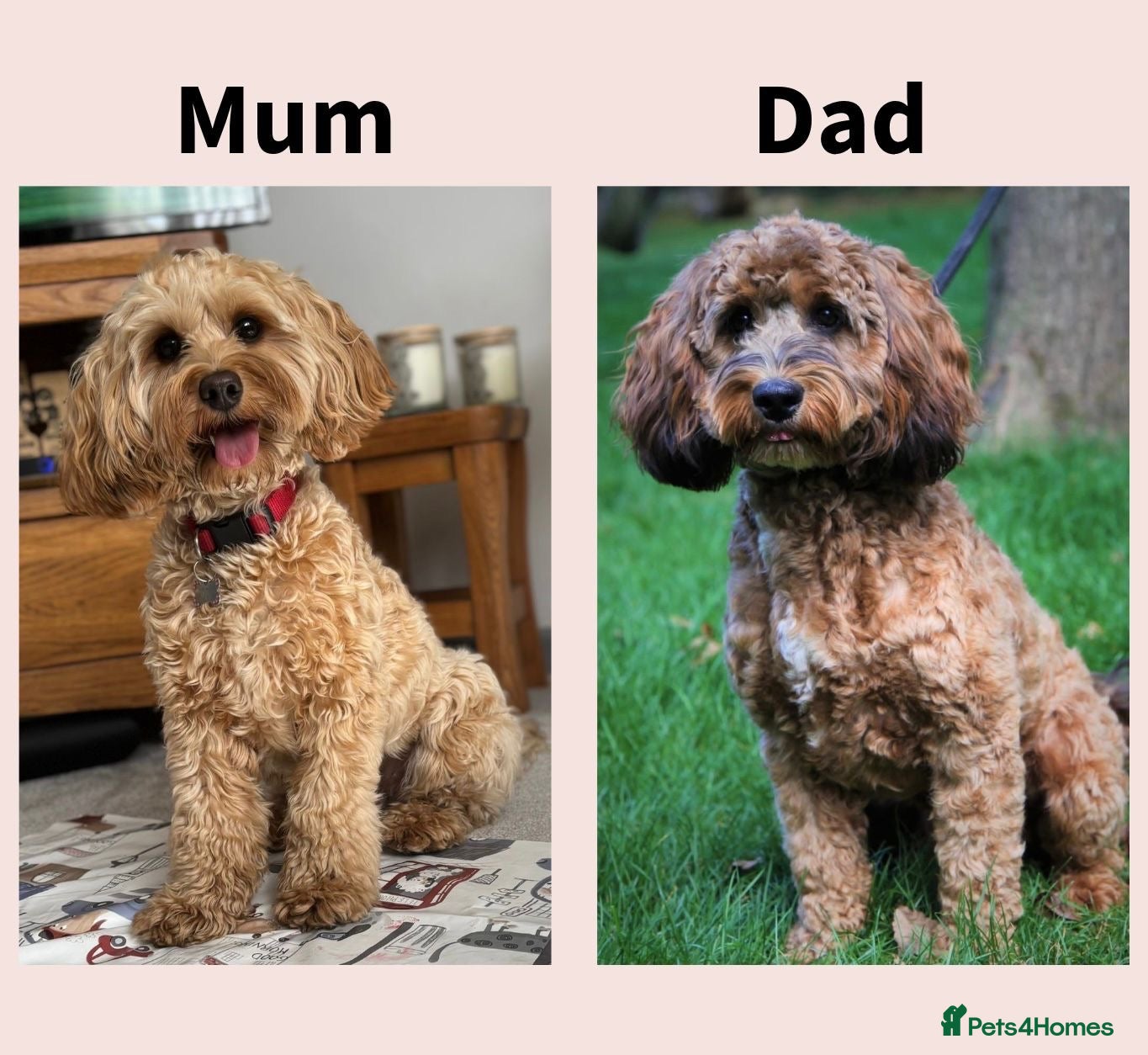 Cockapoo dogs 6 Toy F2 Cockapoo Puppies – Born 13th September 26 - Advert 2