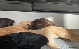 Cockapoo dogs for sale: F1 cockapoo p,r.a clear test - Image 28