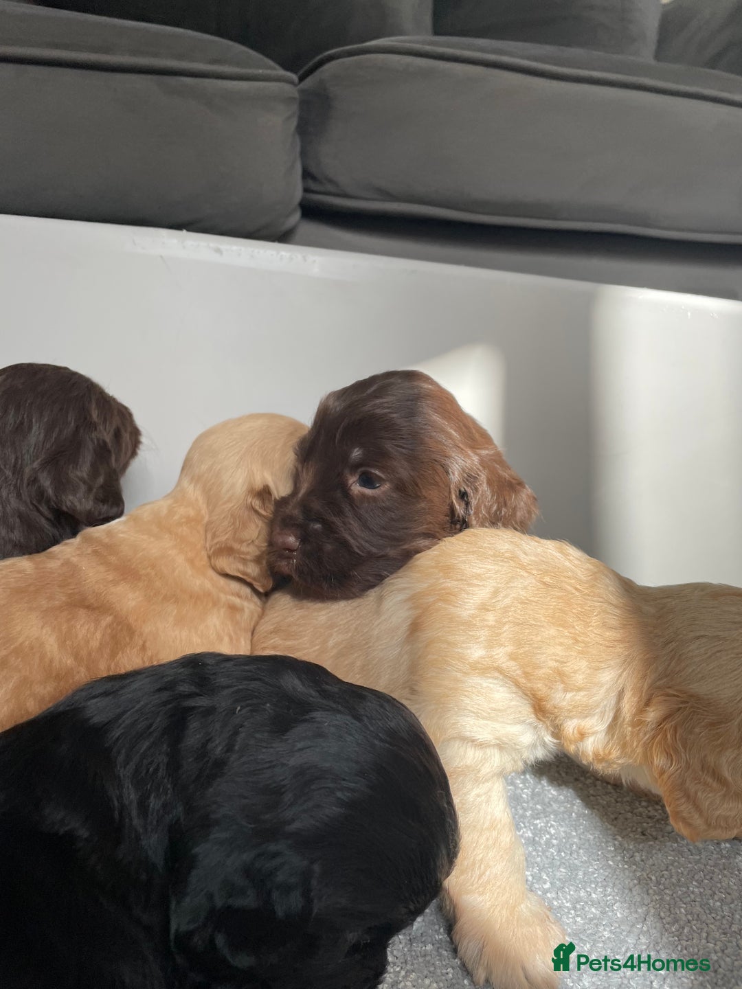 Cockapoo dogs for sale: F1 cockapoo p,r.a clear test - Image 28