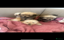 Pomapoo dogs for sale: Beautiful, Pomapoo puppies - Image 1