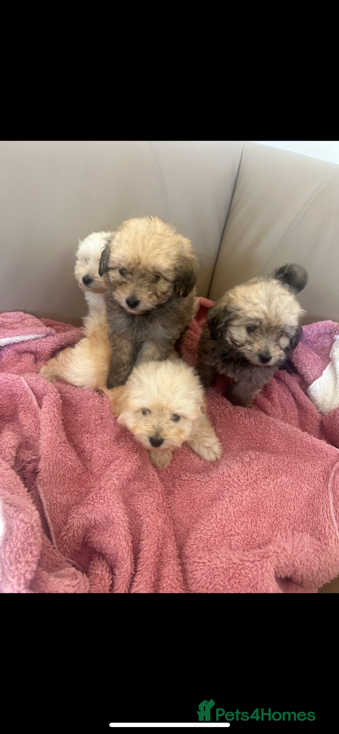 Pomapoo dogs for sale: Beautiful, Pomapoo puppies - Image 1