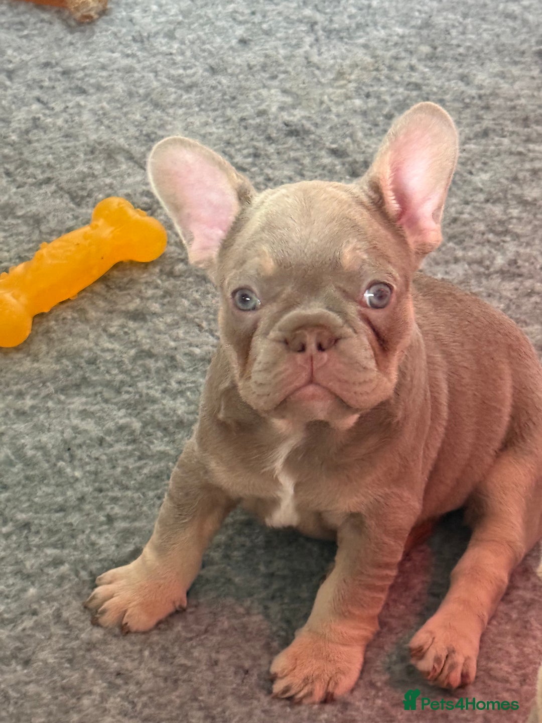 French Bulldog dogs for sale: French Bulldog Puppies - Image 6