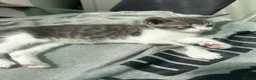 Domestic Shorthair cats for sale:     Beautiful kittens Looking for Loving Homes - Advert 15