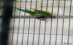 Parakeets birds for sale: Lord Derbyan Parrot for sale.👍QUICK SALE 👍 - Image 5