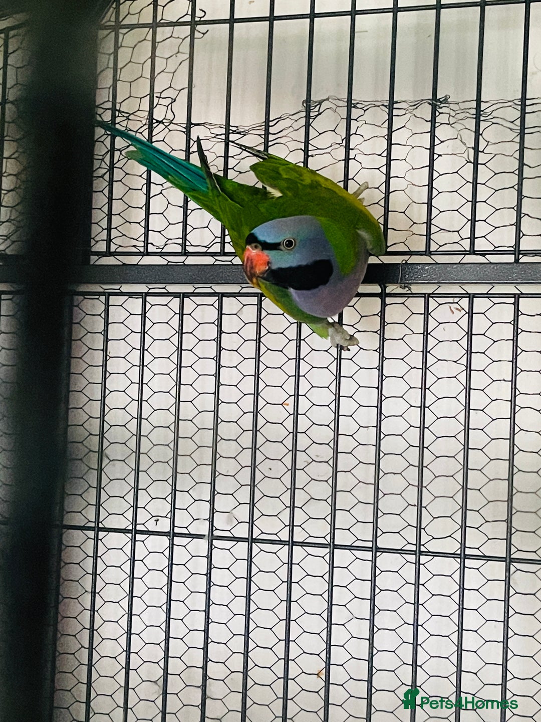 Parakeets birds for sale: Lord Derbyan Parrot for sale.👍QUICK SALE 👍 - Image 5