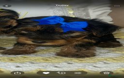 Yorkshire Terrier dogs for sale: Beautiful Yorkshire terrier puppy’s  - Image 18