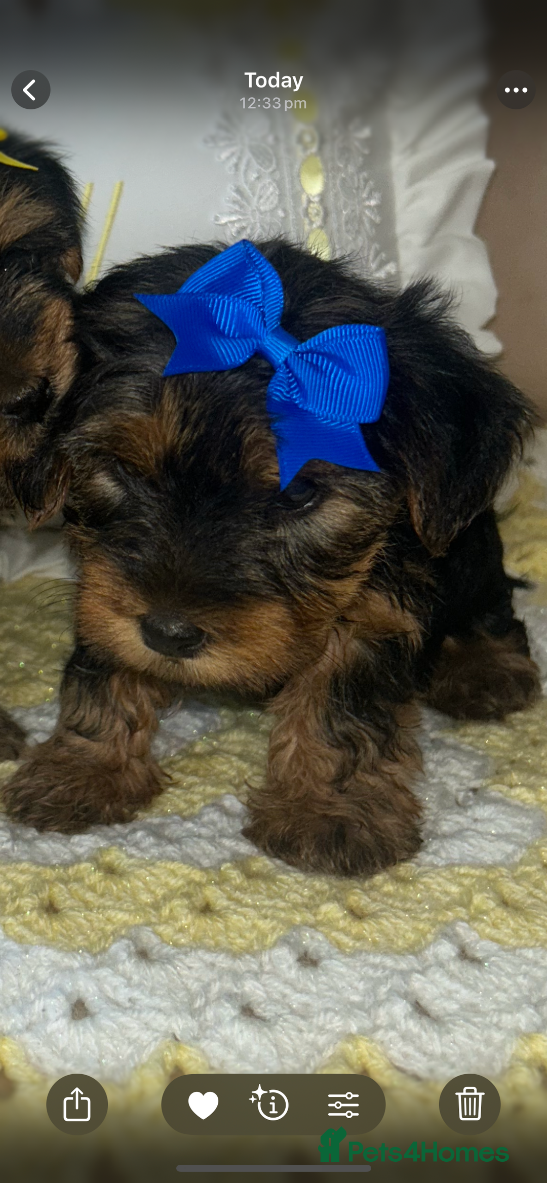 Yorkshire Terrier dogs for sale: Beautiful Yorkshire terrier puppy’s  - Image 18