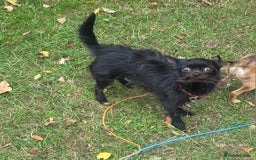 Chihuahua dogs for sale: Long haired male Chihuahua  - Image 1
