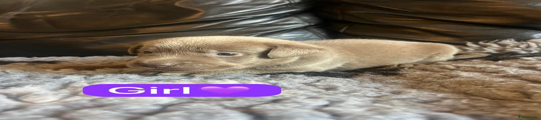 Purple collar girl 