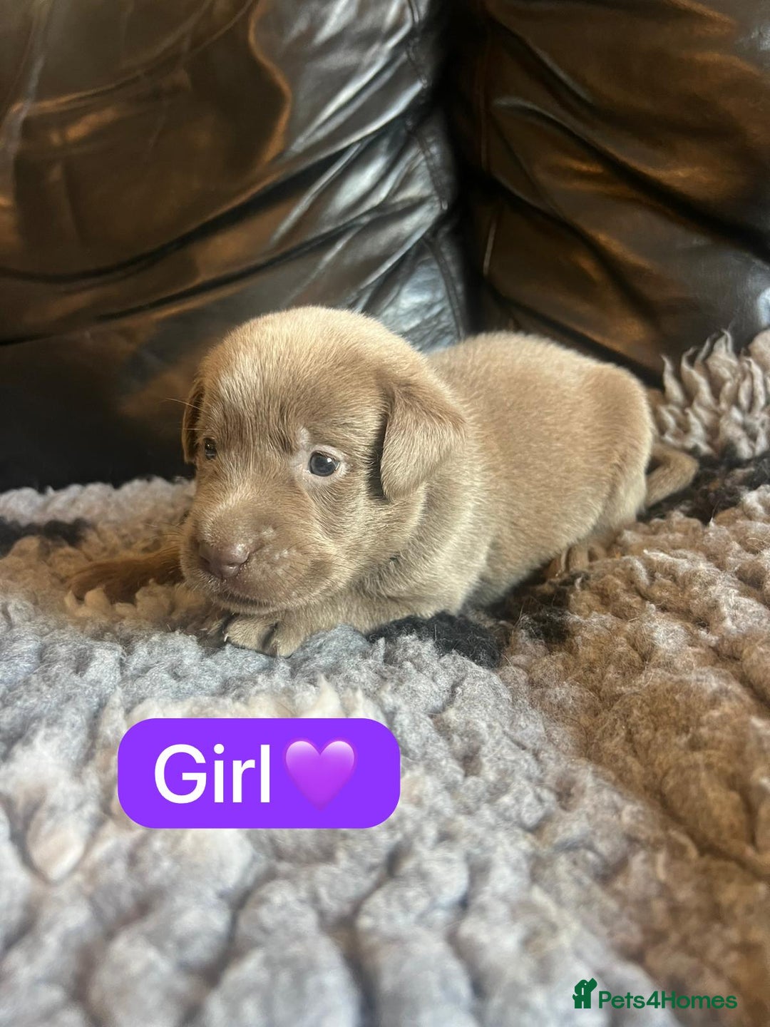 Labrador Retriever dogs for sale: Kc registered silver labs, health tested parents - Image 6