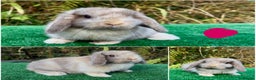 Mini Lop rabbits for sale: Baby mini lops ready now - Advert 3