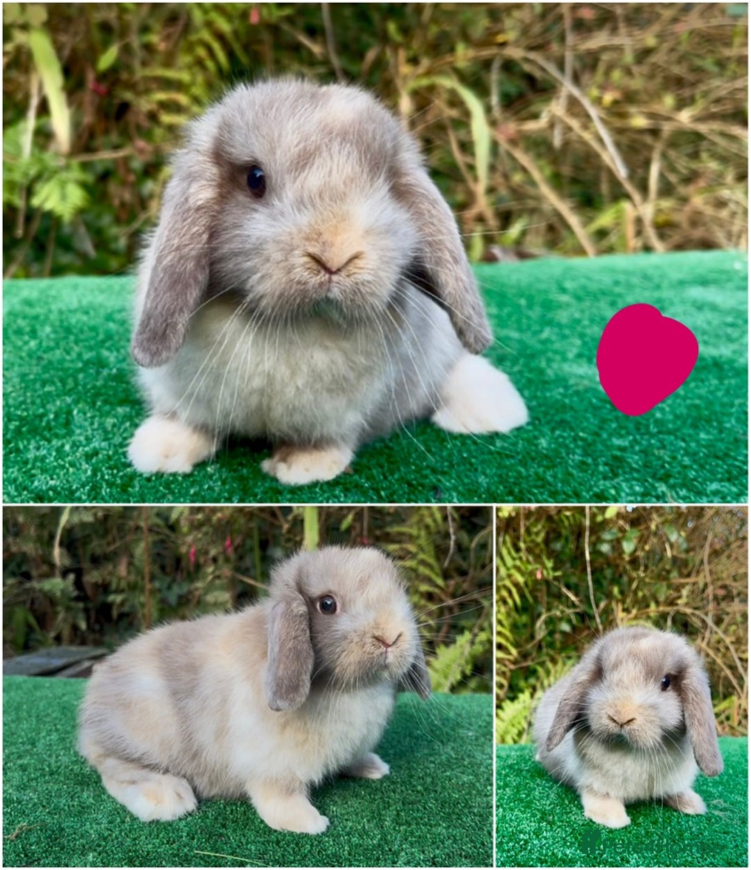 Mini Lop rabbits for sale: Baby mini lops ready now - Advert 3