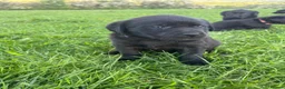 Labrador Retriever dogs for sale: 8 Labrador puppies for sale - Advert 18