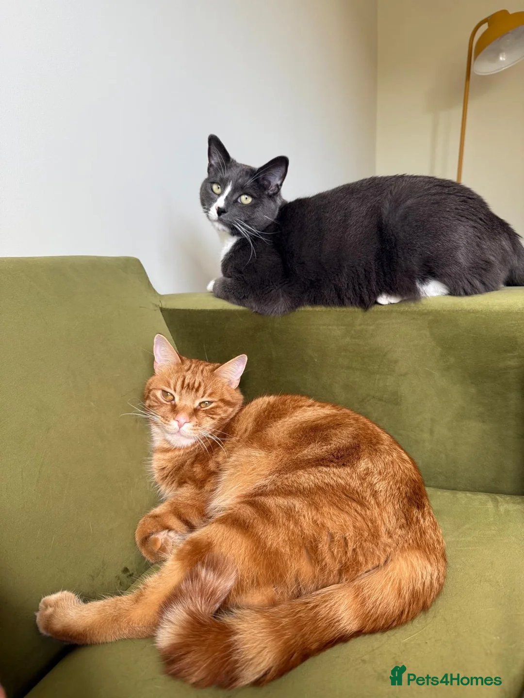 Domestic Shorthair cats for sale: Beautiful 2 Year old Ginger cat - Advert 3