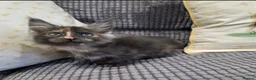 Maine Coon cats for sale: Title 2 x Maine Coon Kittens ONLY FEMALES LEFT - Advert 7