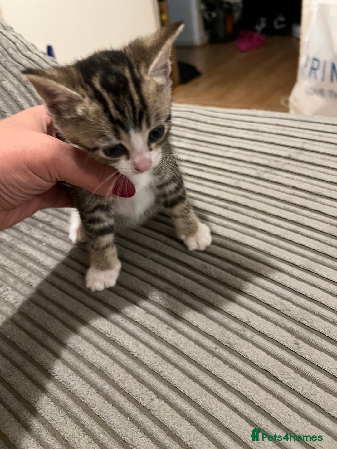 Domestic Shorthair cats for sale: Ekaterine  - Image 12