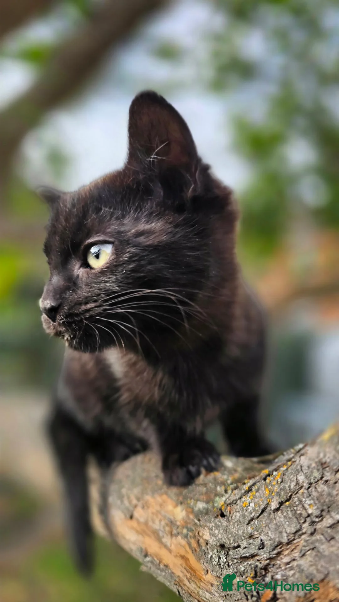 European cats for sale: Playful kittens  - Advert 40