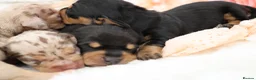 Miniature Dachshund dogs for sale: KC Miniature Dachshund Puppies - Advert 6