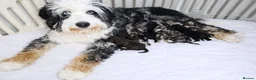 Bernedoodle dogs for sale: Sweet Bernedoodle puppies available to reserve now - Advert 1