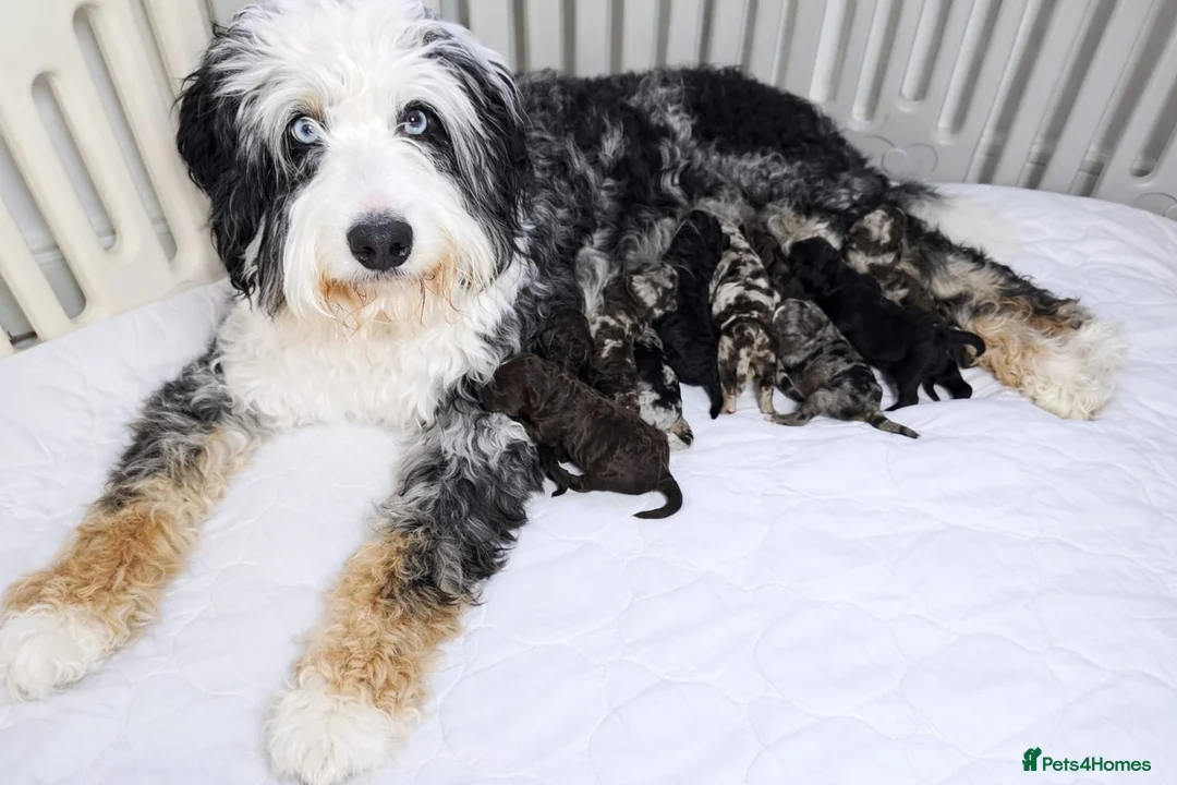 Bernedoodle dogs for sale: Sweet Bernedoodle puppies available to reserve now - Advert 1
