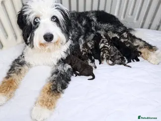 Bernedoodle dogs Sweet Bernedoodle puppies available NOW!! - Advert 16