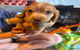 Cocker Spaniel dogs for sale: Wonderful show type cocker spaniels - Image 23