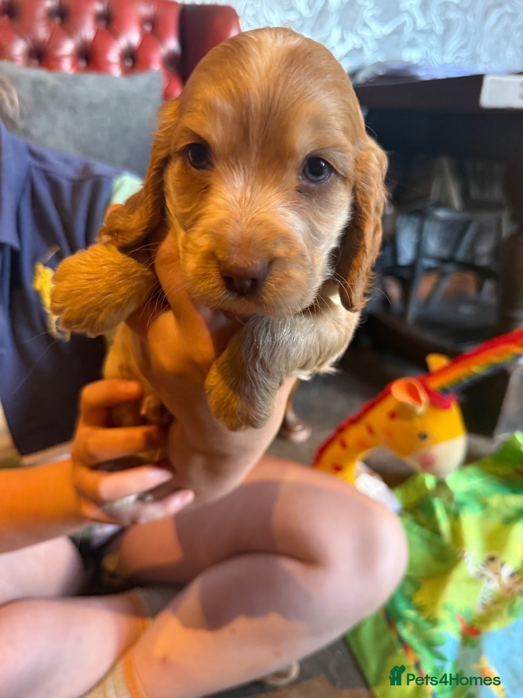 Cocker Spaniel dogs for sale: Wonderful show type cocker spaniels - Image 23