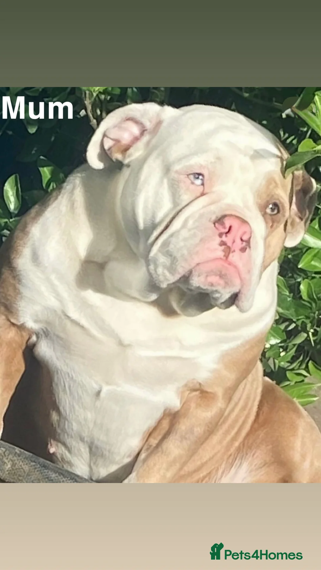 Olde English Bulldogge dogs for sale: Beautiful Olde English bulldog  - Advert 10