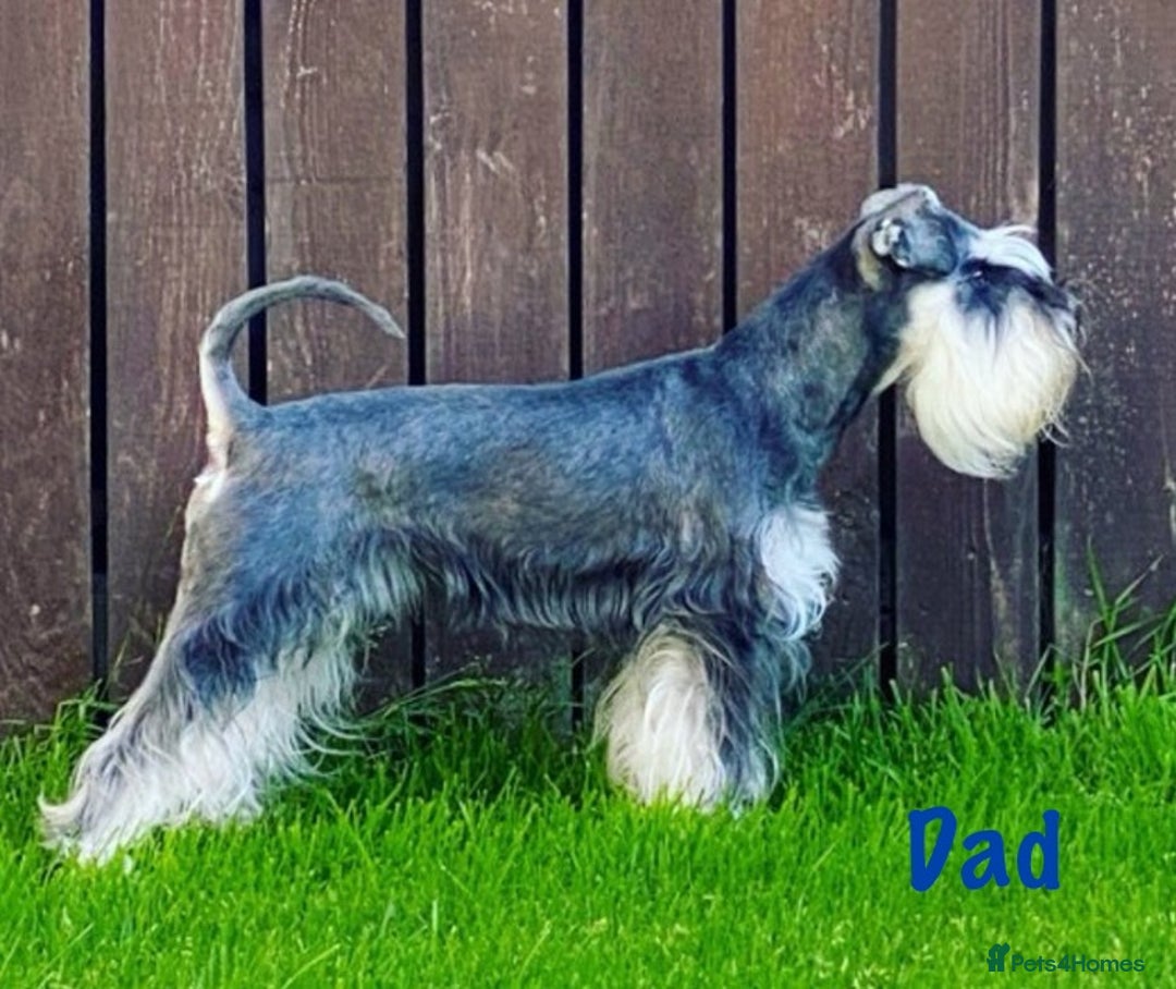 Miniature Schnauzer dogs for sale: Stunning KC Reg Miniature Schnauzers  - Image 6