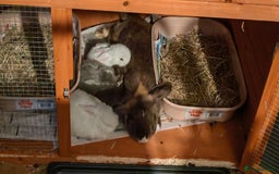 Mini Lop rabbits for sale: Mini lops - Image 12