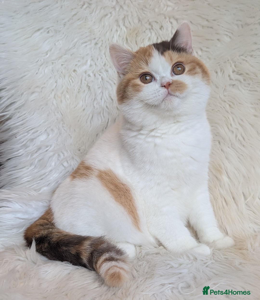 British Shorthair cats for sale: Amazing loving British shorthair kittens  - Advert 8