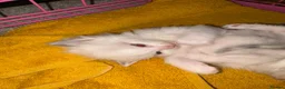 Ragdoll cats for sale: Male ragdoll - Advert 1