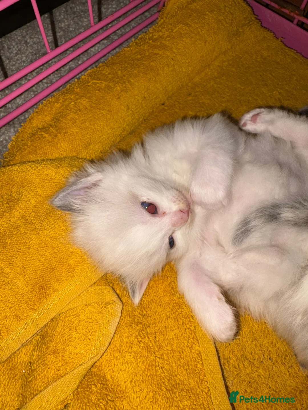 Ragdoll cats for sale: Male ragdoll - Advert 1