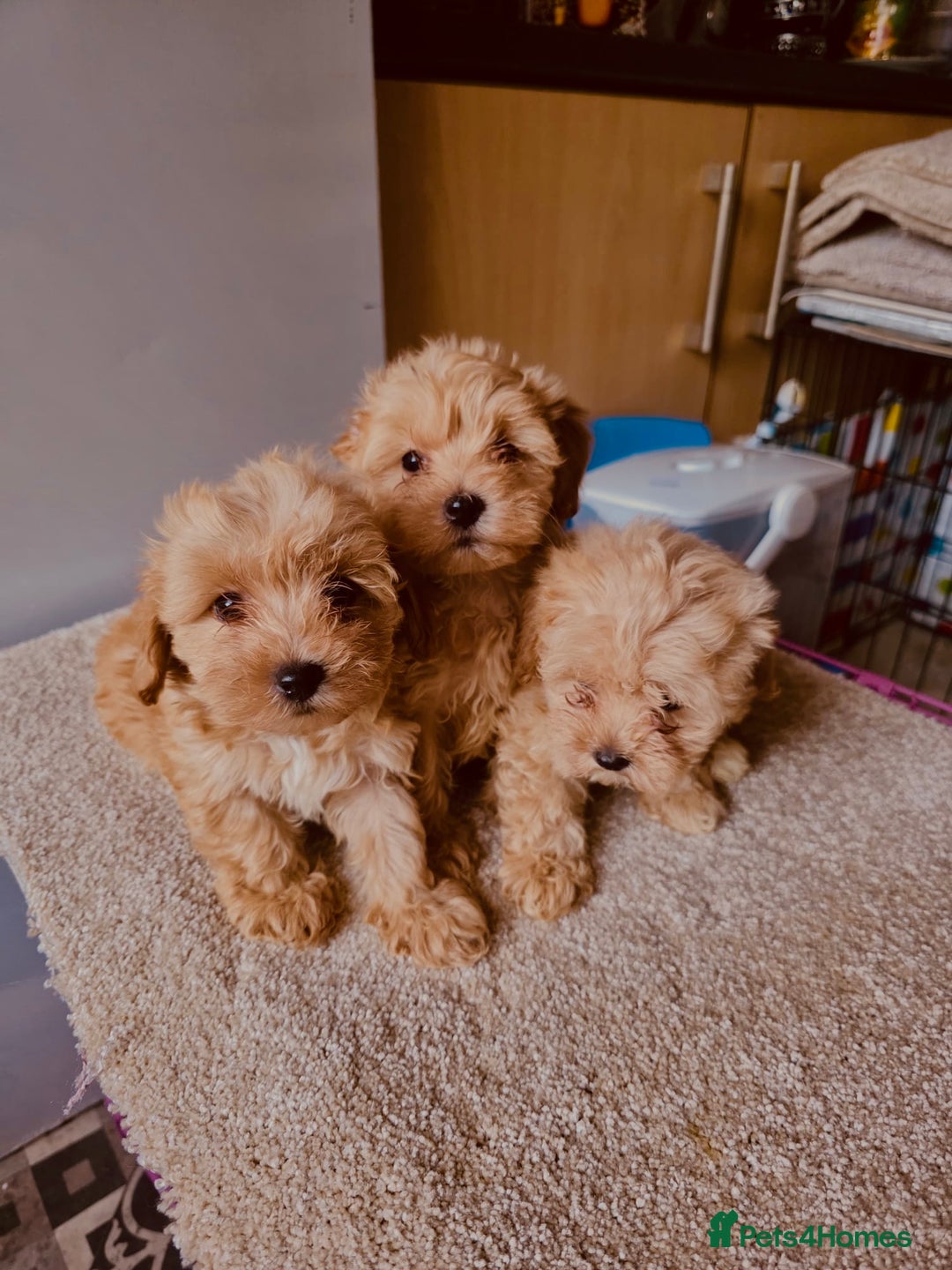 Maltipoo dogs for sale: Maltipoo  - Image 2