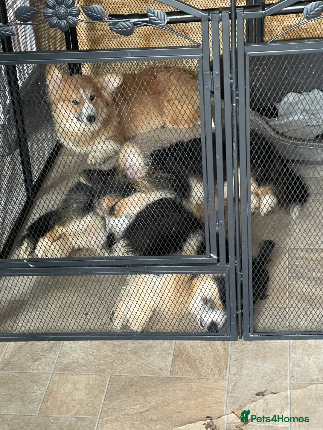 Welsh Corgi Pembroke dogs for stud: Beautiful Flutty Welsh Pembroke Corgi for stud in Rugby - Advert 5