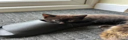 Mixed Breed cats for sale: Three well adjusted mixed breed Kittens  - Advert 2