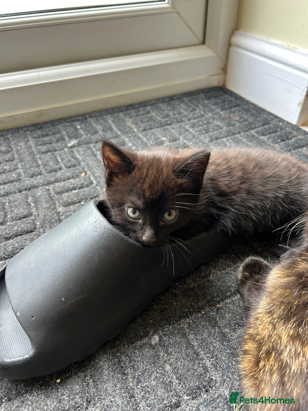 Mixed Breed cats for sale: Three well adjusted mixed breed Kittens  - Advert 2