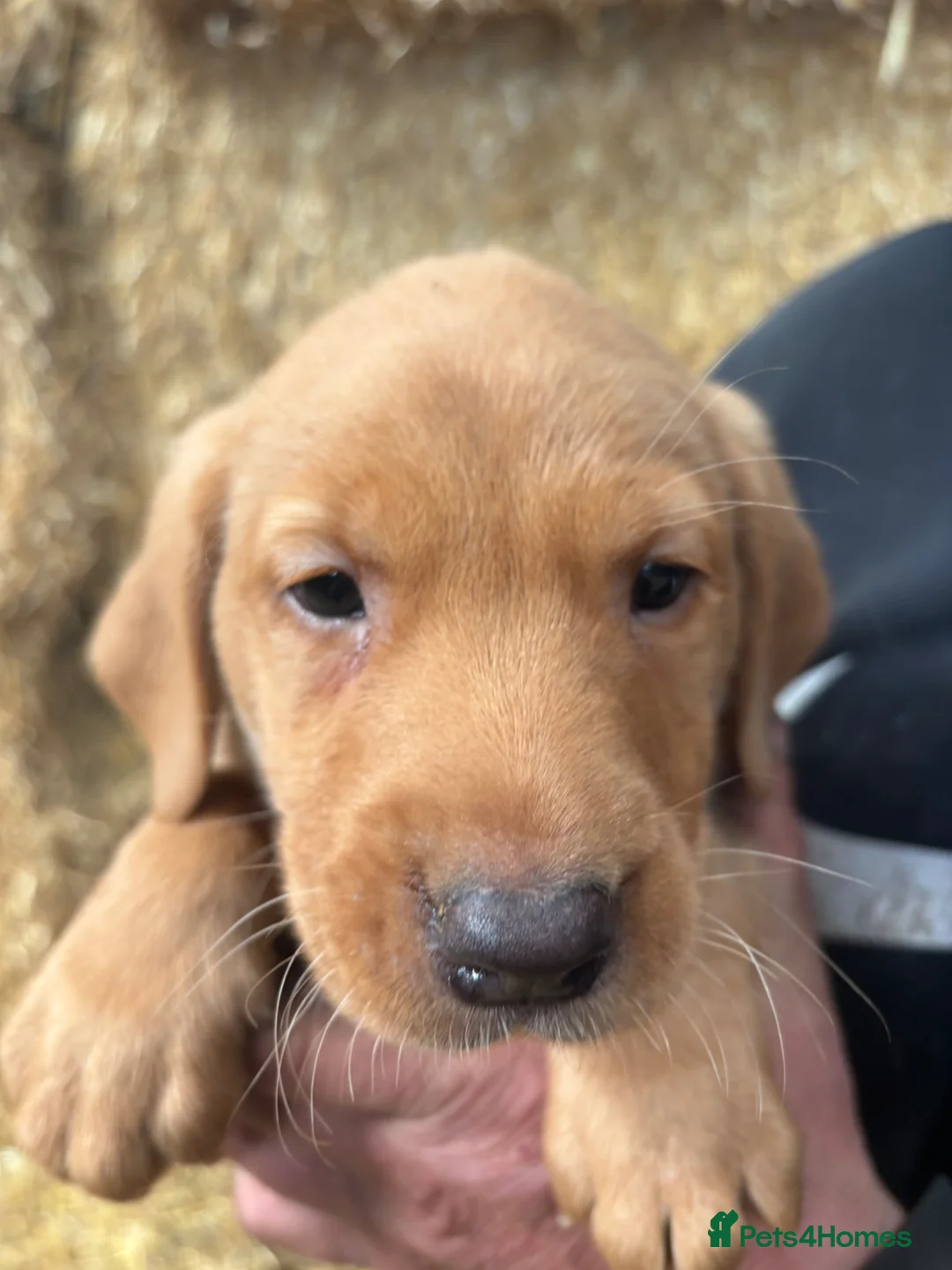 Labrador Retriever dogs for sale: Red fox Labrador puppies  - Advert 13