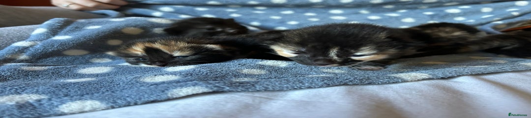 British Shorthair Kitten 3