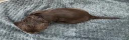 Cocker Spaniel dogs for sale: KC registered Show cocker spaniel  in King's Lynn - Advert 10