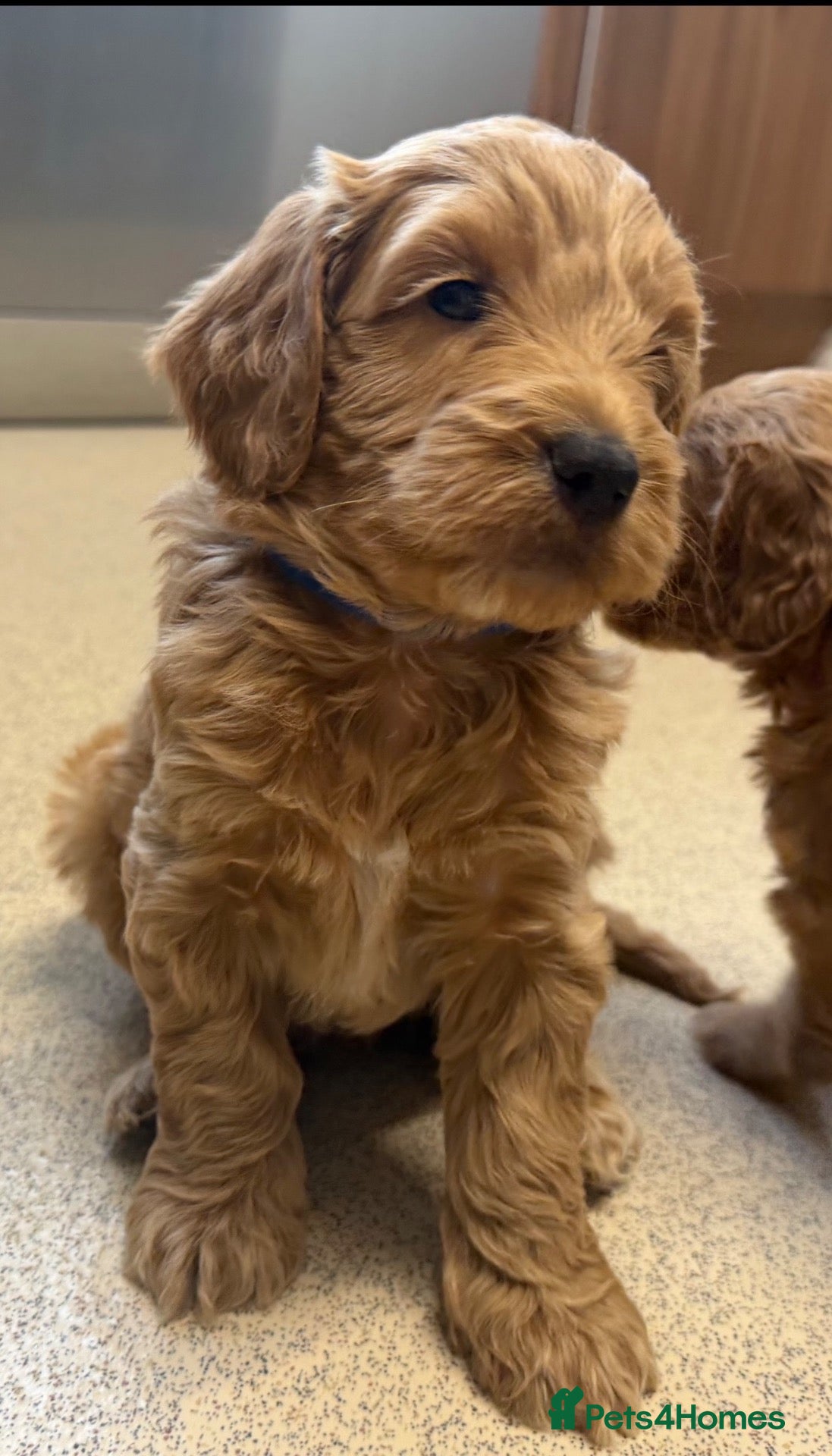 Cockapoo dogs F1 Cockapoo Puppies READY NOW ONLY 2 LEFT - Advert 13