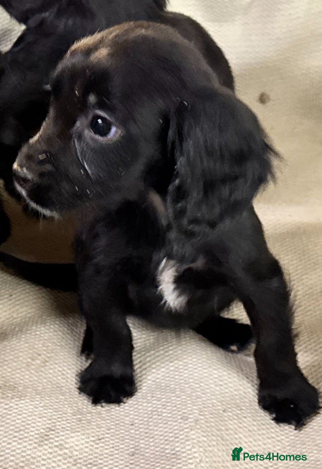 Sprocker dogs for sale: 7 Sprocker puppies  - Advert 3