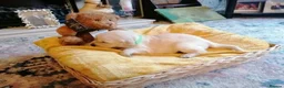 Golden Retriever dogs for sale: Golden Retriever Puppies Available - Advert 3