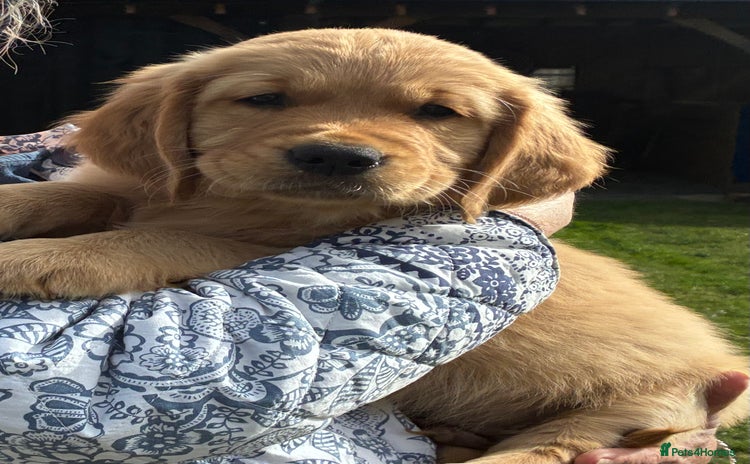 Golden Retriever dogs - Advert 7