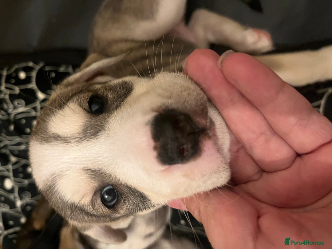 Mixed Breed dogs for sale: Husky/lab/staffi - Image 1